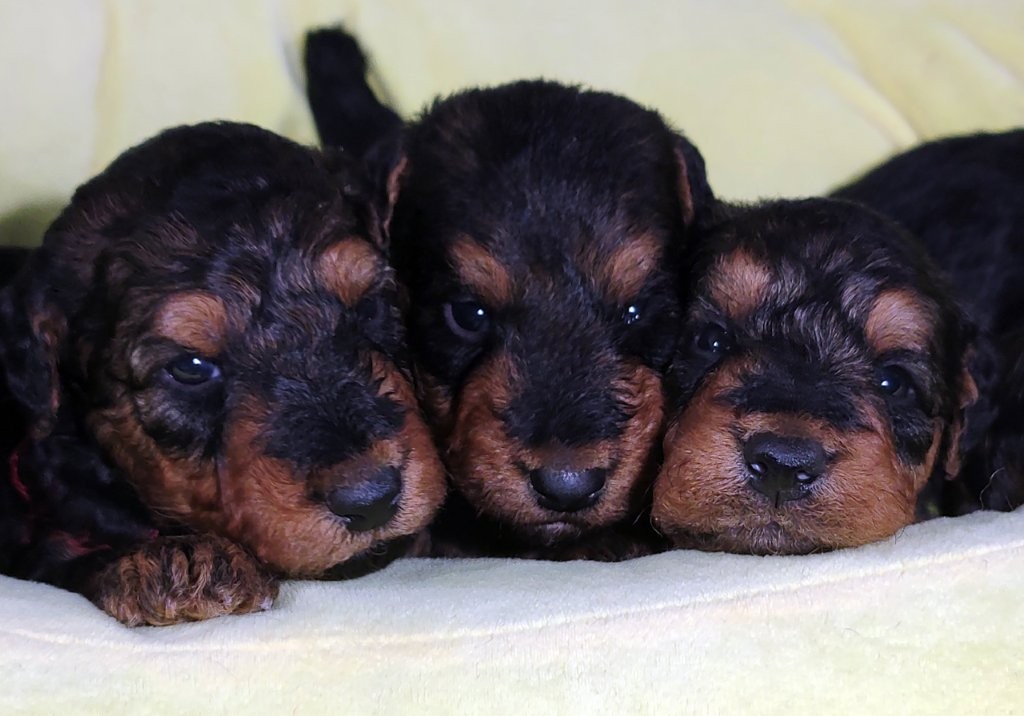 !! Merry Christmas from JOVAL !!