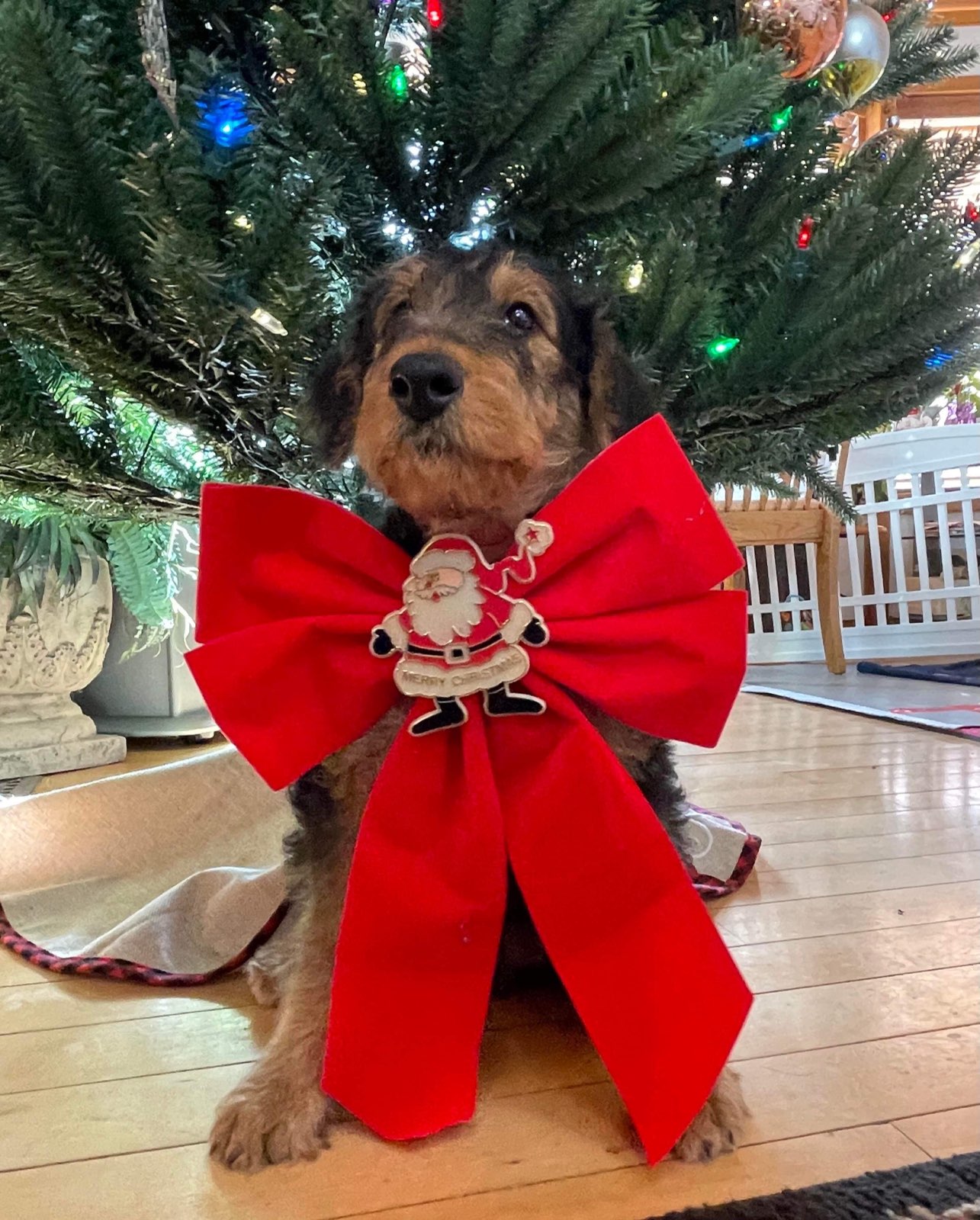 !! Merry Christmas from JOVAL !!