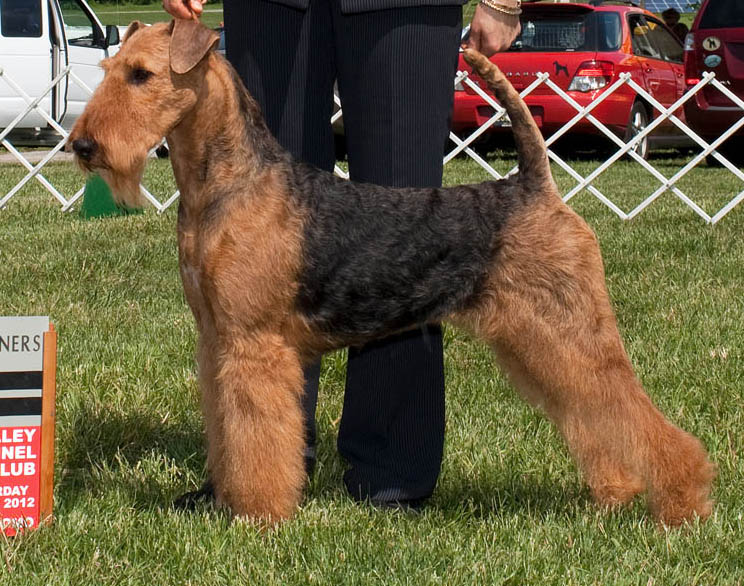 Krissi Winning the Canadian National Show